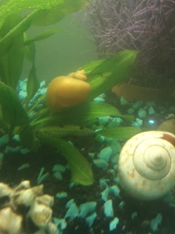 super escargot !!
