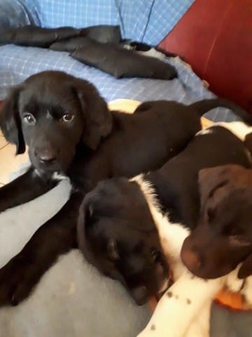 Chiots croisé labrador-braque français