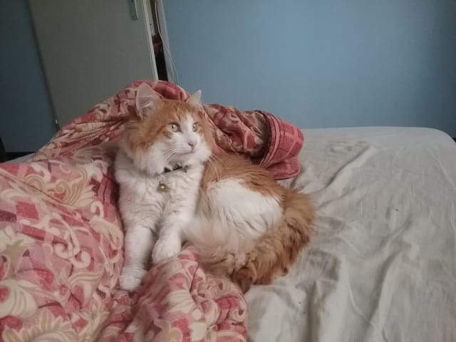 Je  ne sais pas de quel race est mon chat exactement..