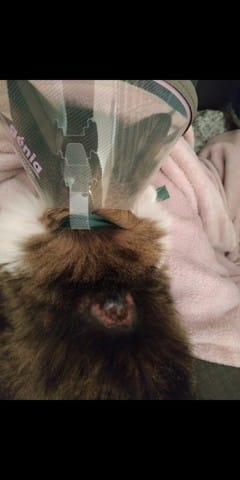 Mon chat a des rougeurs dans le cou