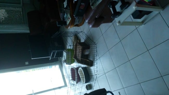 accessoires lapin nain