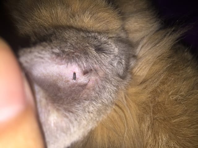 Mon lapin a un truc noir dans l’oreille