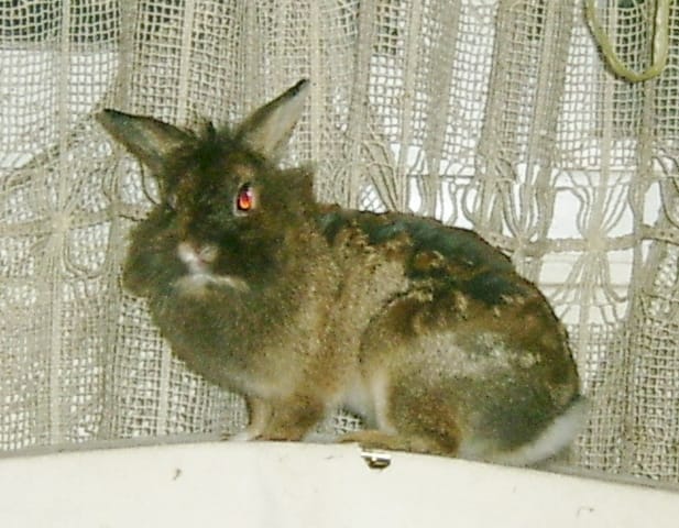 A adopter