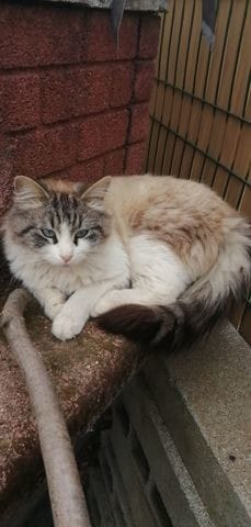 Confirmation du "papa" de mon chaton, sacré de birmanie ?