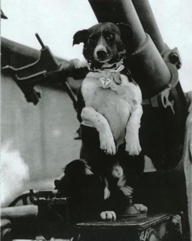 Race de chien à deviner