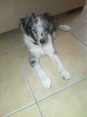 doute  sur la race de mon chien