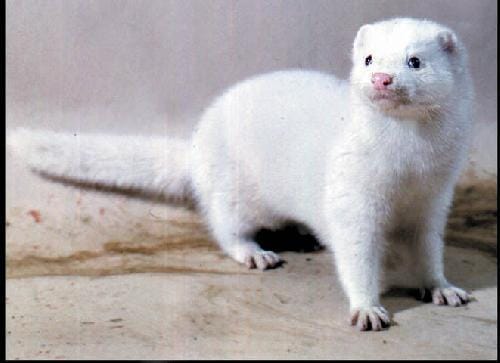 Vison animal sauvage et compagnie