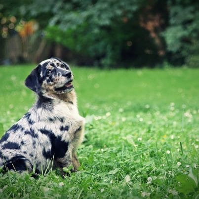 nici chien croiser labrador * berger australien