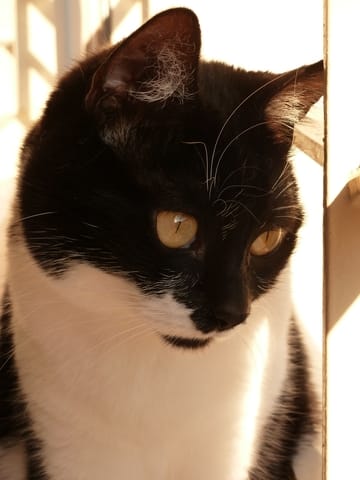 Adieu ma Scratou