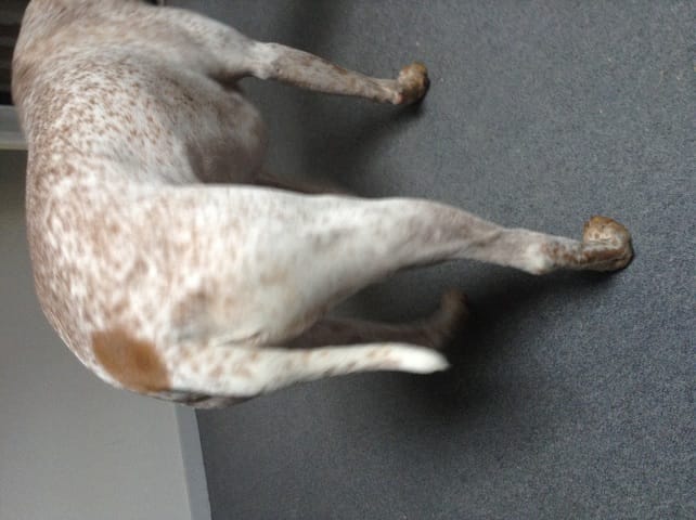 A t'il la queue couper ?