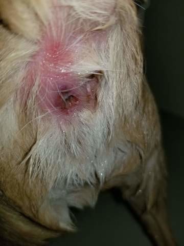 Infection chihuahua