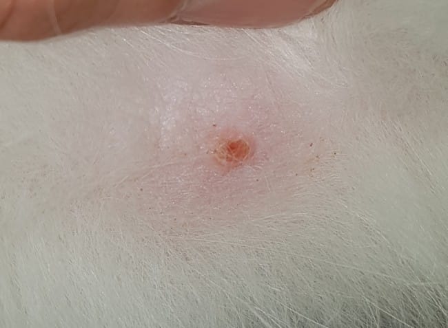 Petite croûte sur mamelon