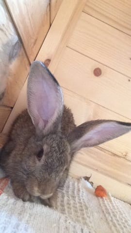 Info lapin