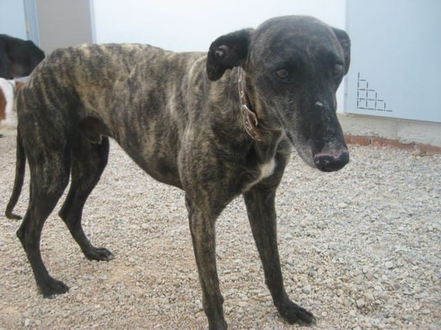 Arrivée d'un Galgo