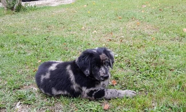 Présentation - chiot Bouvier bernois * border collie