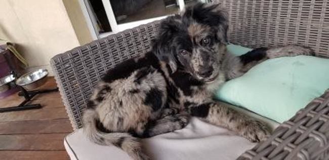 Présentation Pako, croisé Bouvier Bernois