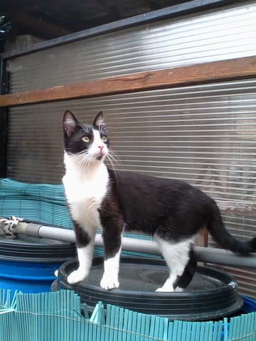 Mon Snoo n'est plus.