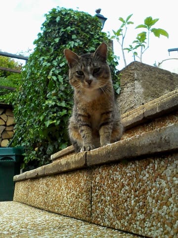 Comment piéger un chat libre,qui s'intalle chez moi .