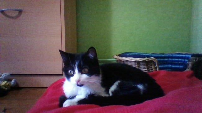 Allergie aux fils après sterisation ! demande témoignages est co