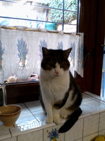 Poids idéale pour un chat