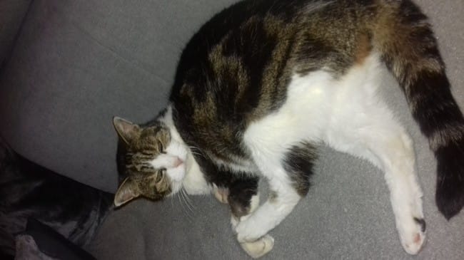 Séance  d'ostéopathie