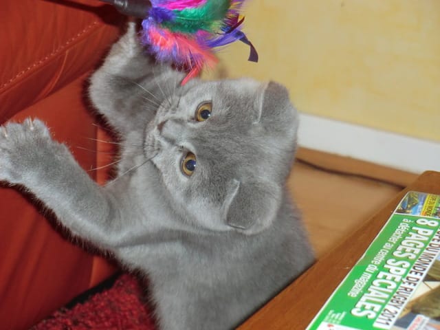 Donner de l'eau filtrée à son chat