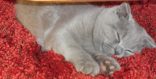 Sieste!
