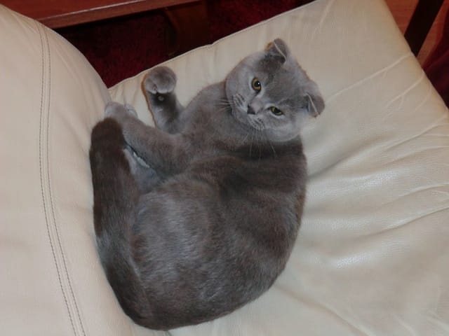 Mon chat Gino après son opération