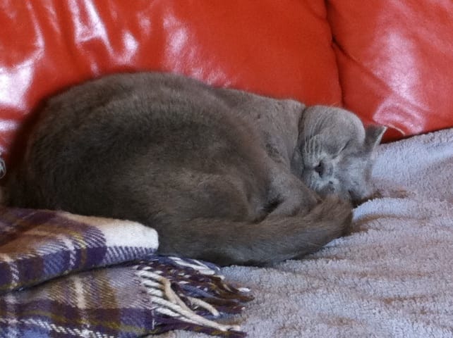 eczéma du chat