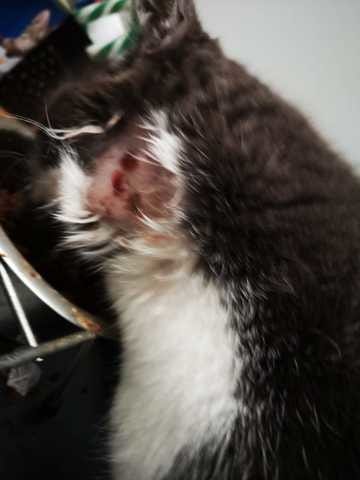 chat revenu blessé ; que lui est-il arrivé ?