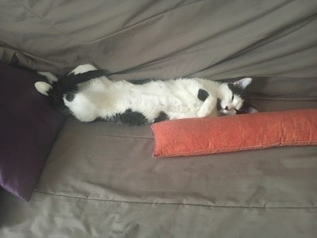 PETIT CHAT NOIR ET BLANC A ADOPTER