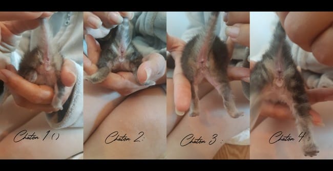 Sexe chaton : Fille ou garçon ?