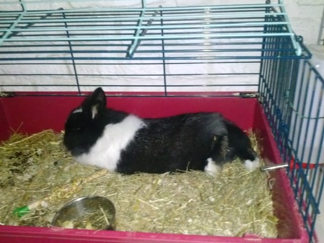 ma lapine ne mange plus