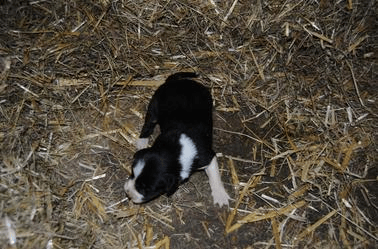 prénom pour mon chien 