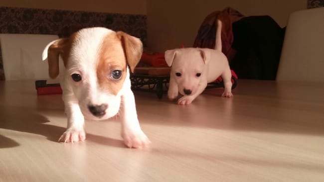 joy va arrivée dans notre vie !!! conseil, partage de discussion, ect 