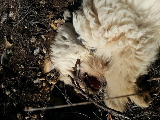 Joystick vous présente Sacco et cuicui