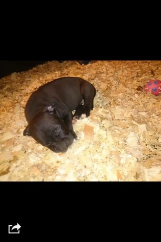 Que pensez vous de mon amstaff,? Chiot
