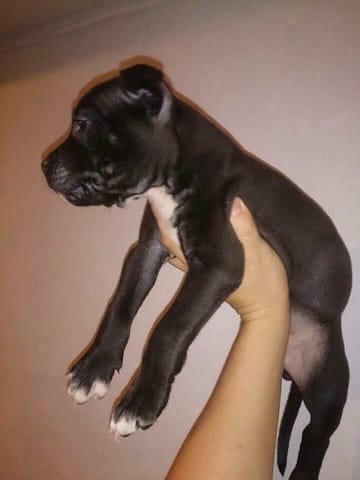 Évolution de mon petit amstaff