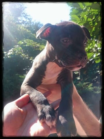 Mon petit amstaff