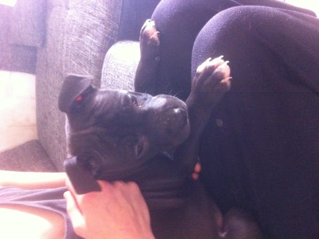 Chiot amstaff arriver :)