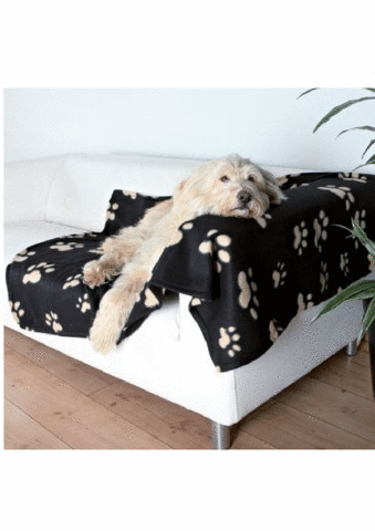 Je recherche ce genre de chien