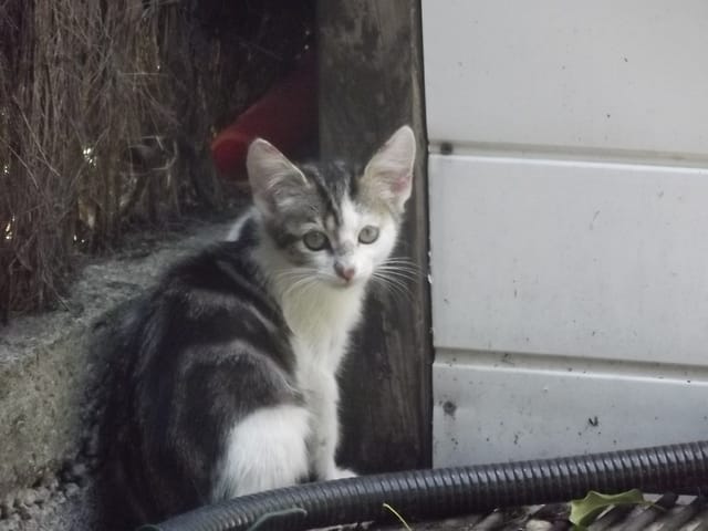 quel âge a ce petit chaton?