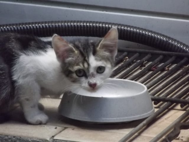 Photos du petit Scratchy (il y a deux semaines)