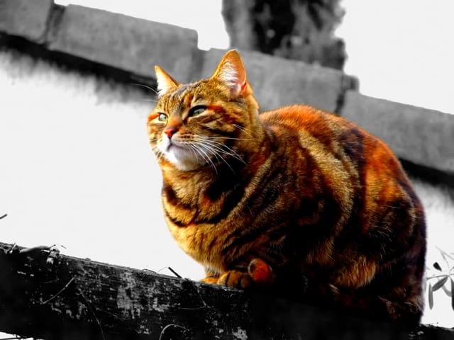 Causer la fuite d'un chat : réparable ou pas ?