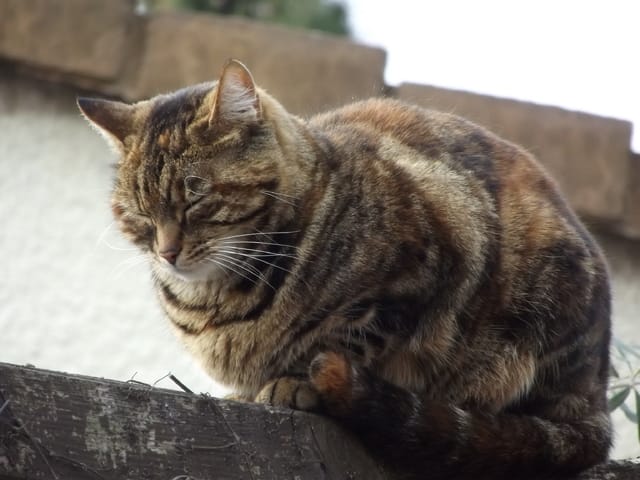 Ma chatte se frotte souvent à moi, pourquoi ?