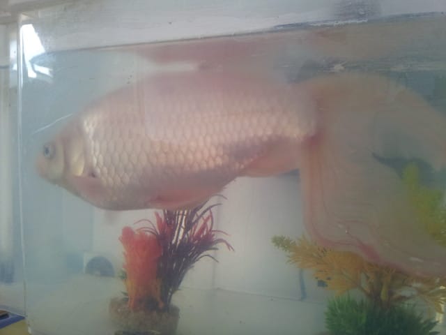 Mon poisson rouge est il un poisson rouge?