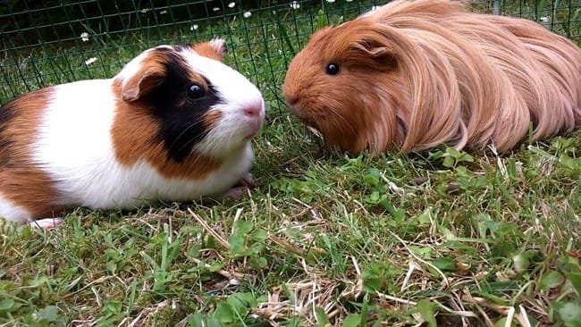Quelle race est mon cochond'inde?