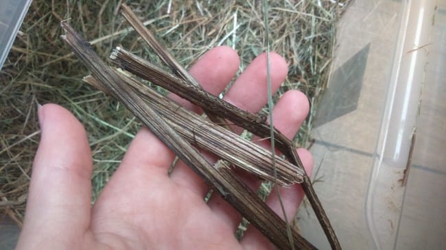 Branche de bois dans mon foin?
