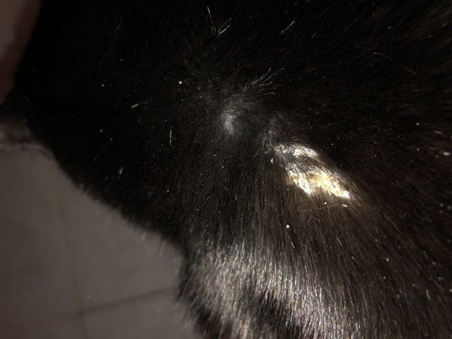 Problème de croûte sur mon chat