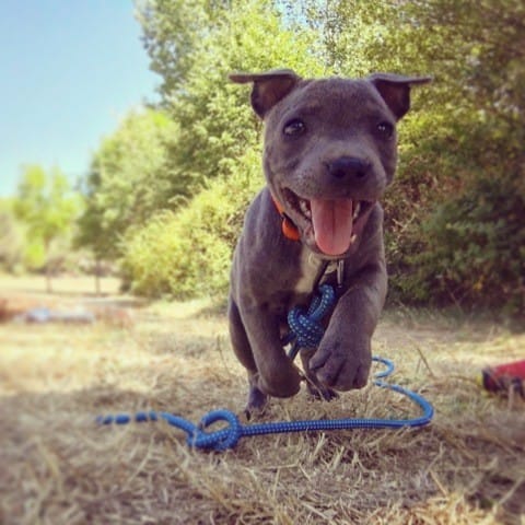 Mon chiot se gratte à l’endroit où il a été Pucé
